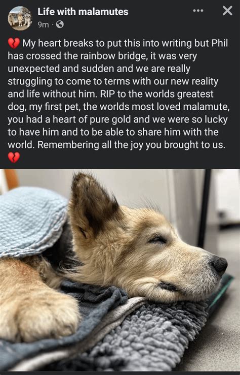 RIP Phil : r/malamute .
